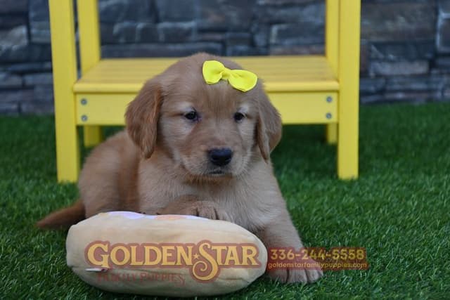 Golden Retriever Puppies media 8