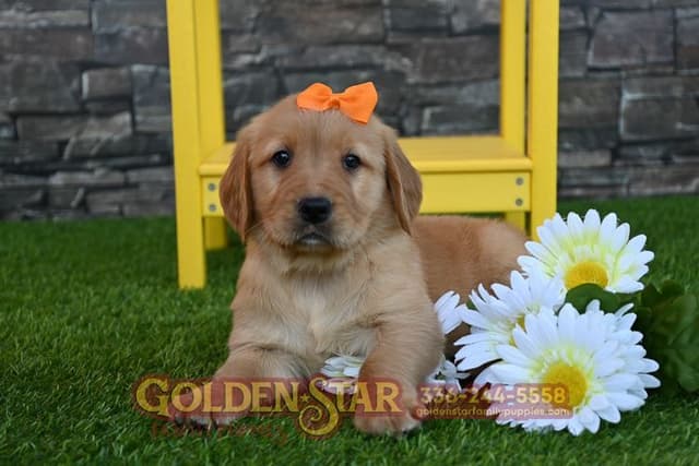 Golden Retriever Puppies media 6