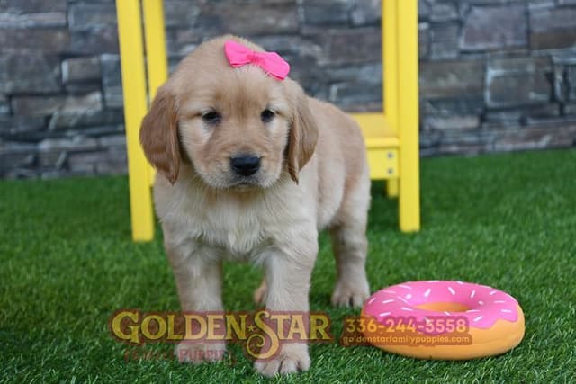 Golden Retriever Puppies media 7