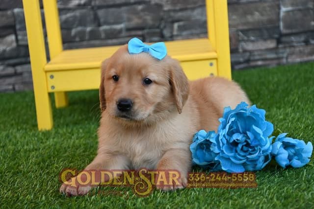 Golden Retriever Puppies media 11