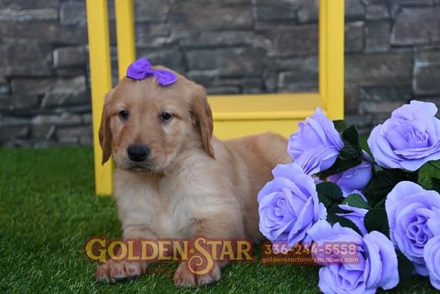 Golden Retriever Puppies media 9