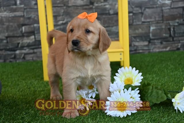 Golden Retriever Puppies media 18