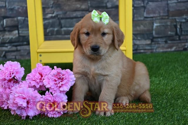 Golden Retriever Puppies media 14