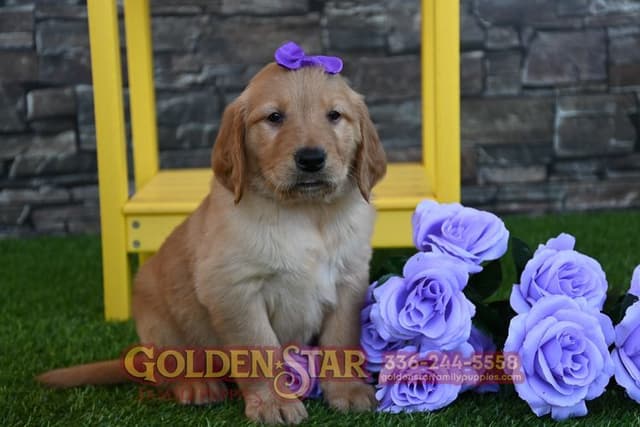 Golden Retriever Puppies media 17