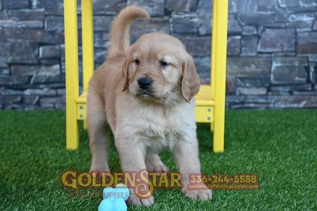 Golden Retriever Puppies media 12