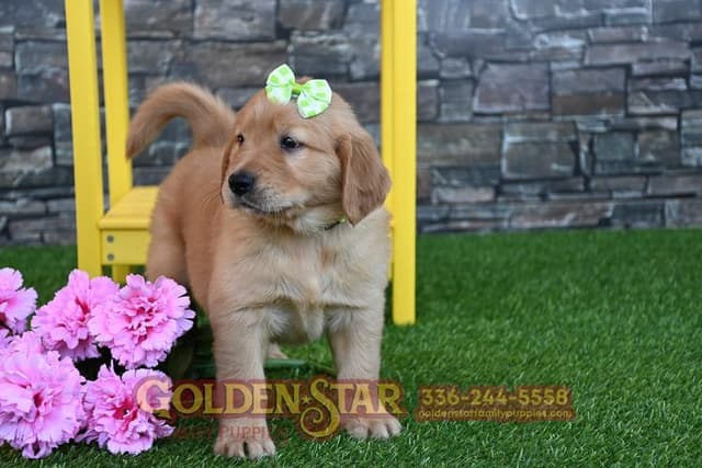 Golden Retriever Puppies media 21