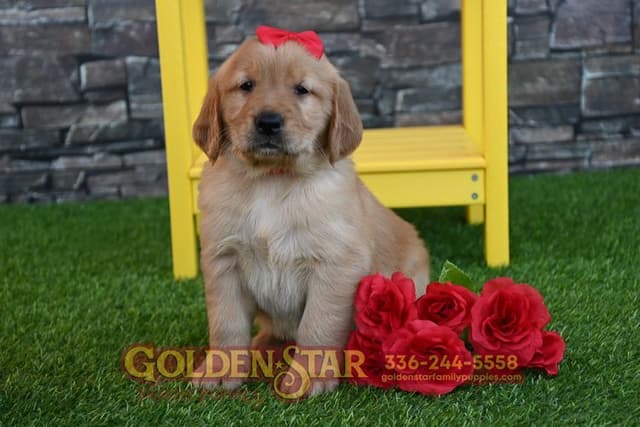 Golden Retriever Puppies media 13
