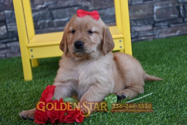 Golden Retriever Puppies media 16
