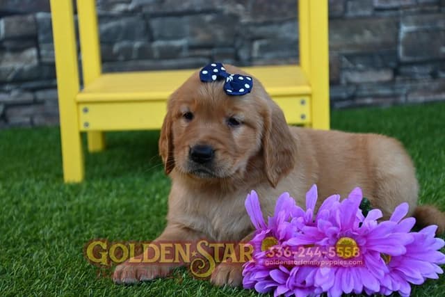 Golden Retriever Puppies media 19