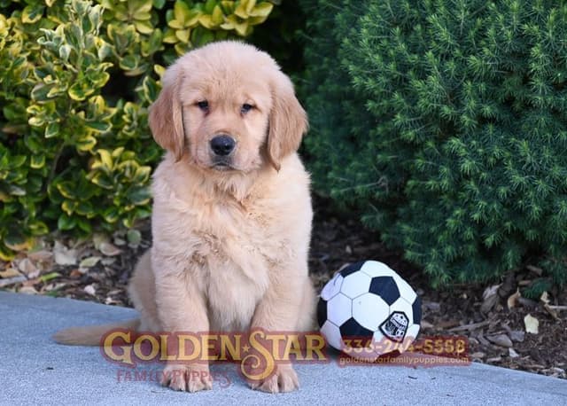 Golden Retriever Puppies media 4