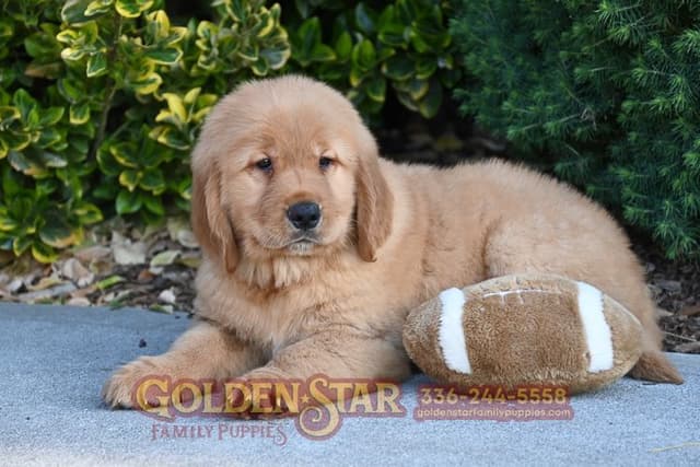 Golden Retriever Puppies media 2