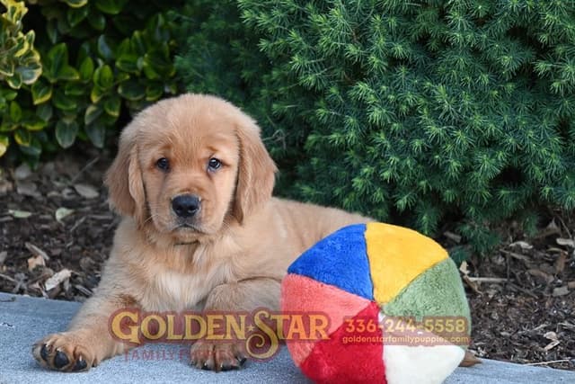 Golden Retriever Puppies media 8