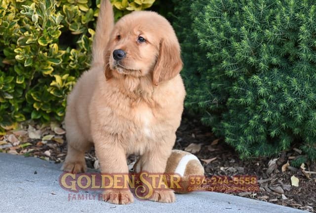 Golden Retriever Puppies media 7