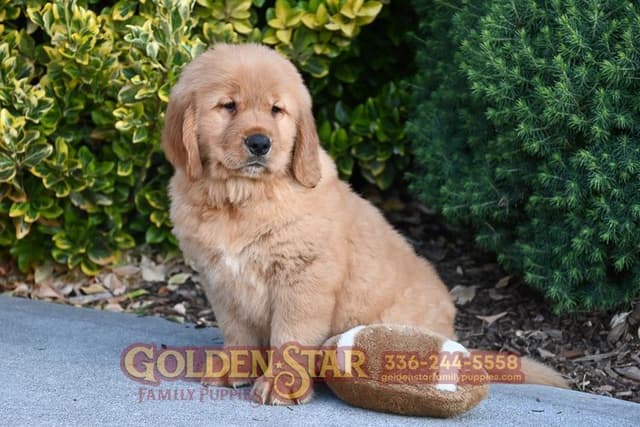 Golden Retriever Puppies media 3