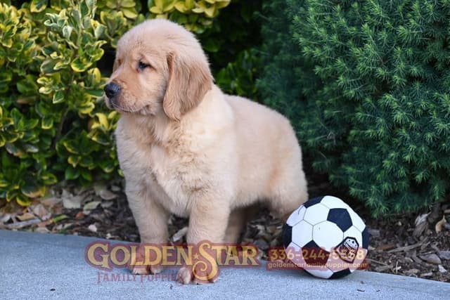 Golden Retriever Puppies media 9
