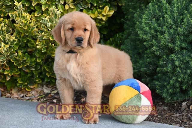 Golden Retriever Puppies media 6
