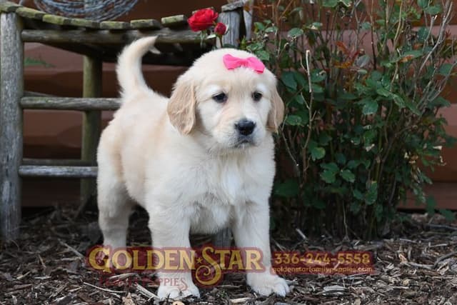 Golden Retriever Puppies media 2