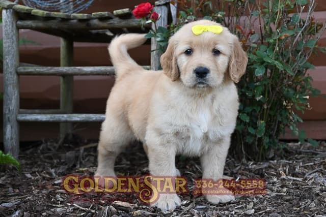 Golden Retriever Puppies media 5