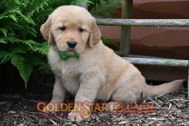 Golden Retriever Puppies media 7