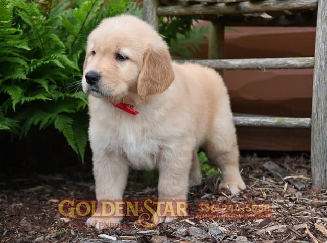 Golden Retriever Puppies media 3