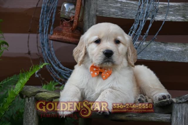 Golden Retriever Puppies media 6