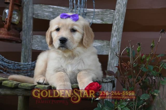 Golden Retriever Puppies media 11