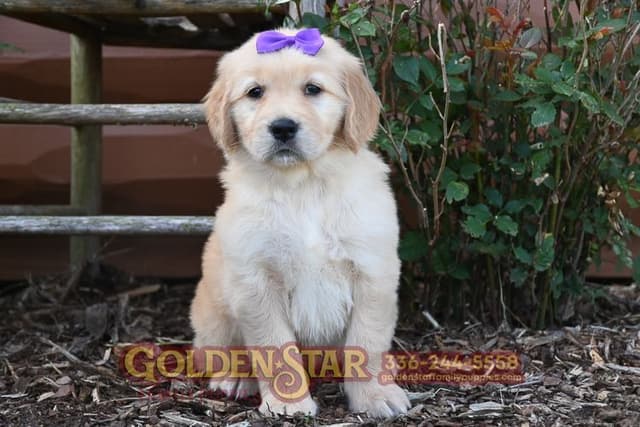Golden Retriever Puppies media 12