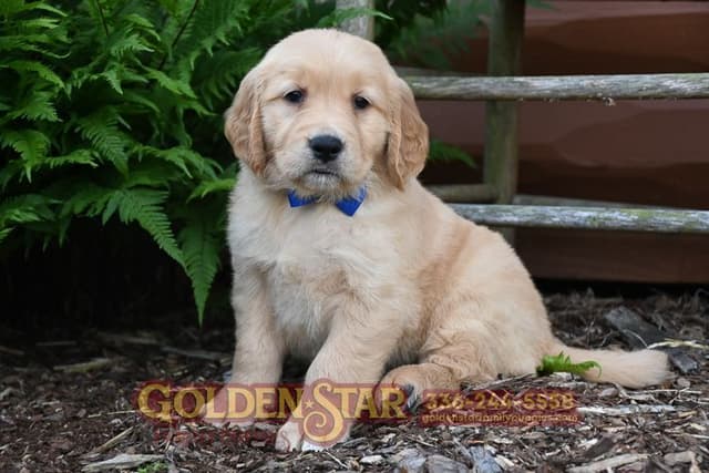Golden Retriever Puppies media 16