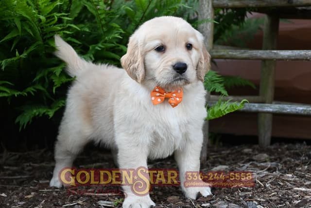 Golden Retriever Puppies media 4