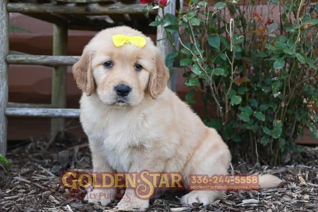 Golden Retriever Puppies media 13