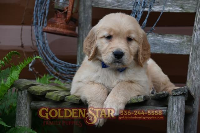Golden Retriever Puppies media 8