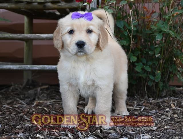 Golden Retriever Puppies media 19