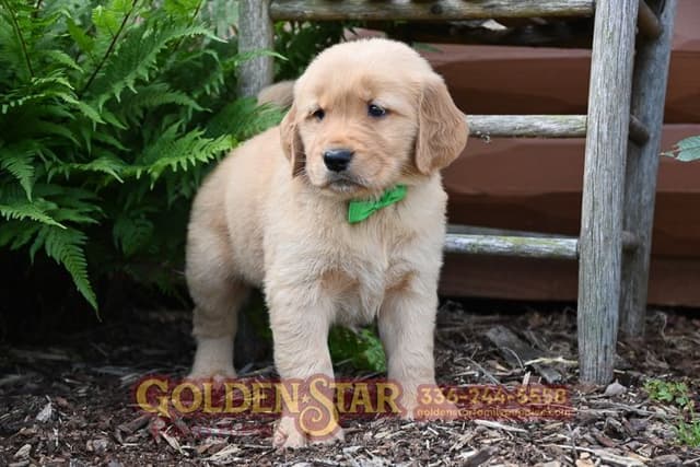 Golden Retriever Puppies media 9