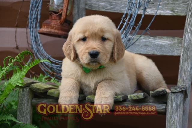 Golden Retriever Puppies media 10