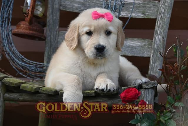 Golden Retriever Puppies media 14