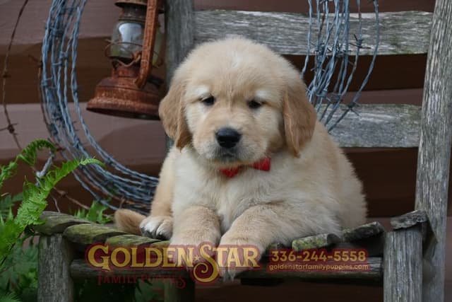 Golden Retriever Puppies media 18
