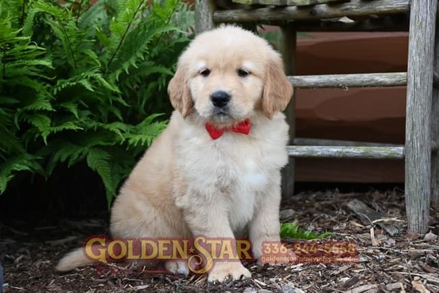 Golden Retriever Puppies media 17