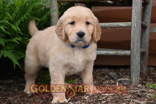 Golden Retriever Puppies media 15