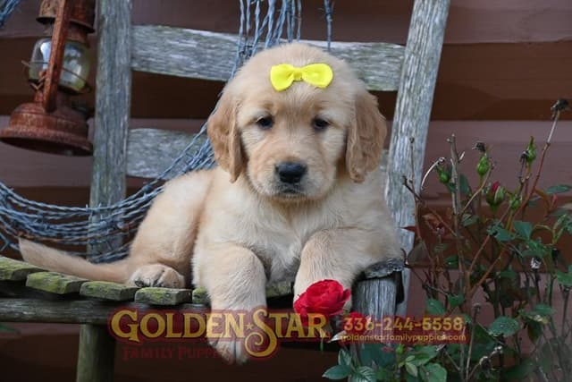 Golden Retriever Puppies media 20