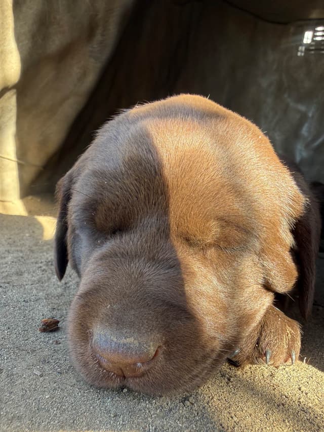 Labrador Retriever Puppies media 2