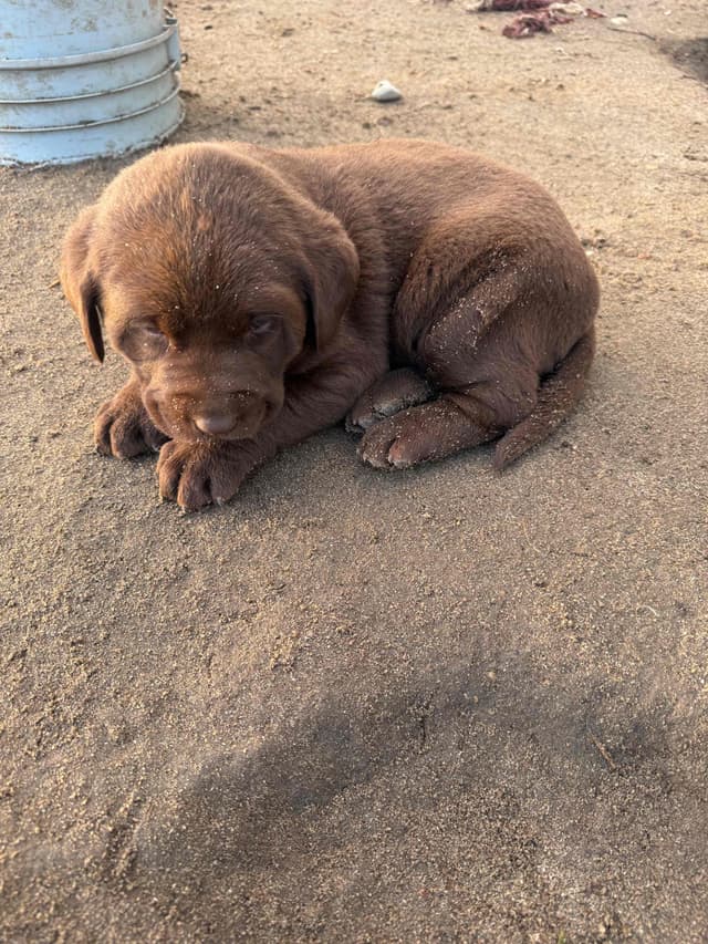 Labrador Retriever Puppies media 3