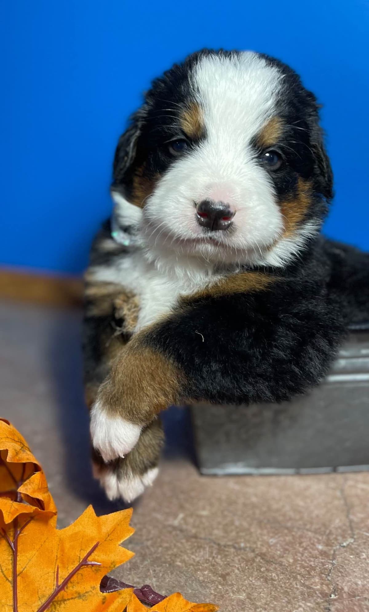Bernese Mountain Dog Puppies breeder image 1