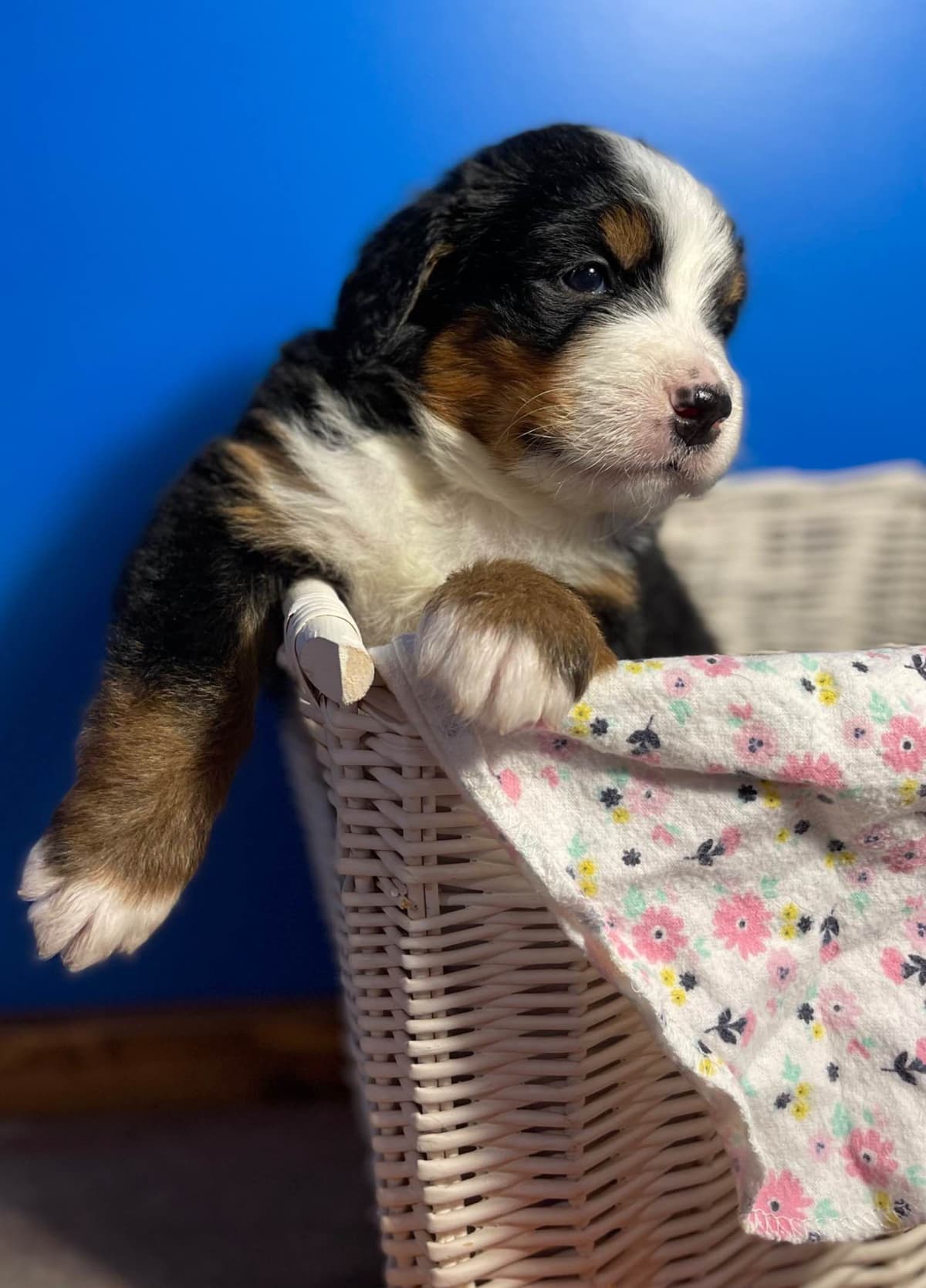 Bernese Mountain Dog Puppies breeder image 2