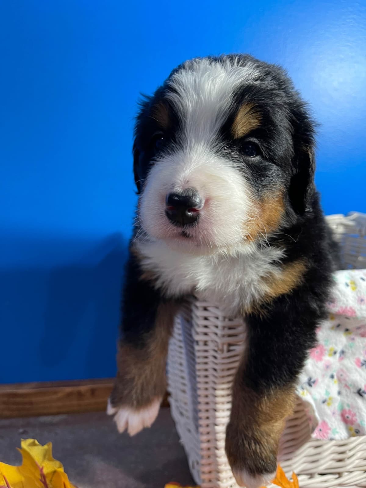 Bernese Mountain Dog Puppies breeder image 3