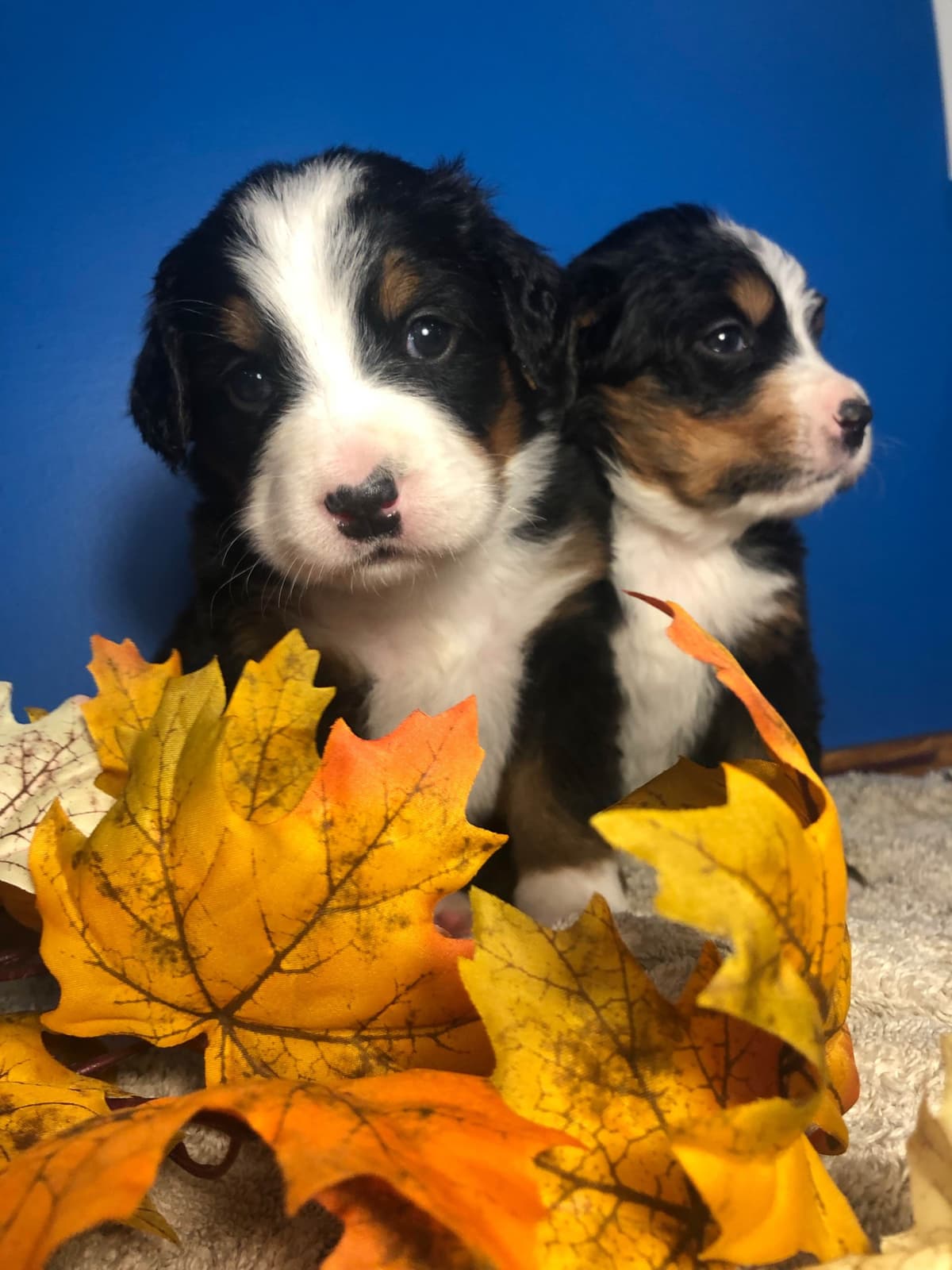 Bernese Mountain Dog Puppies breeder image 4