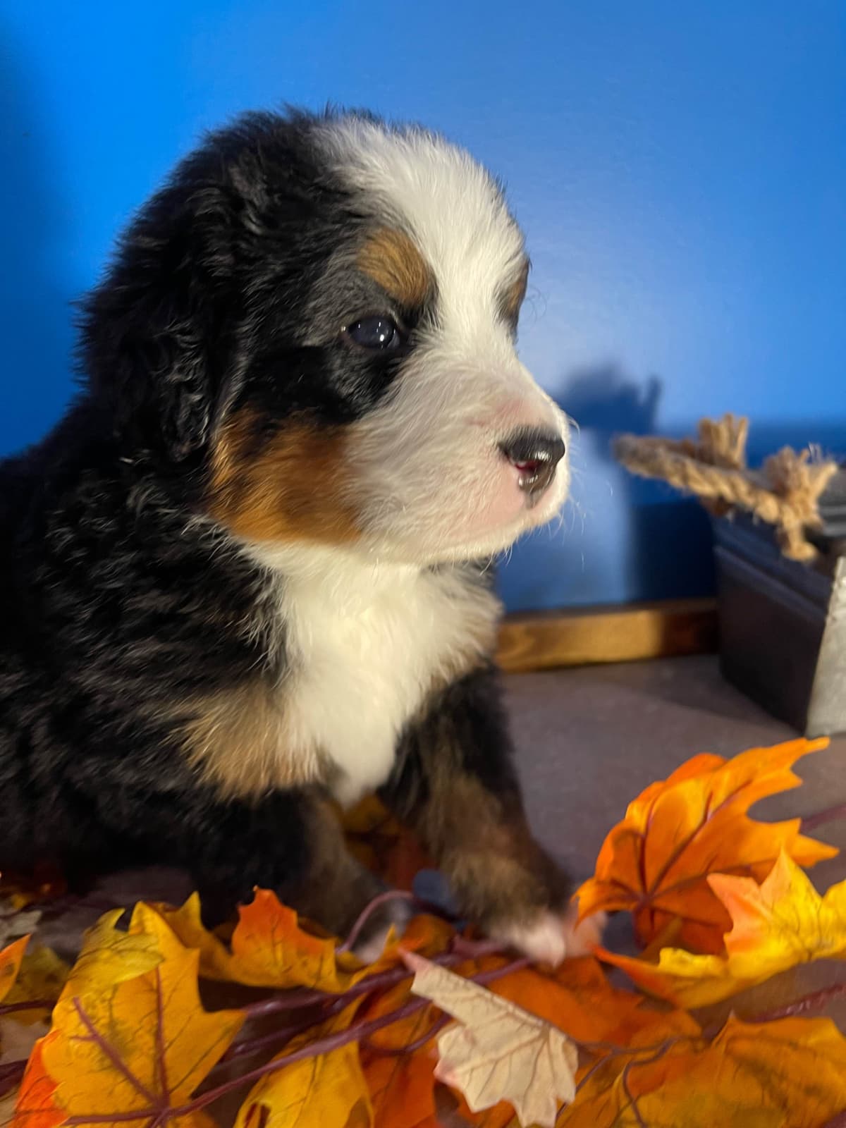 Bernese Mountain Dog Puppies breeder image 5