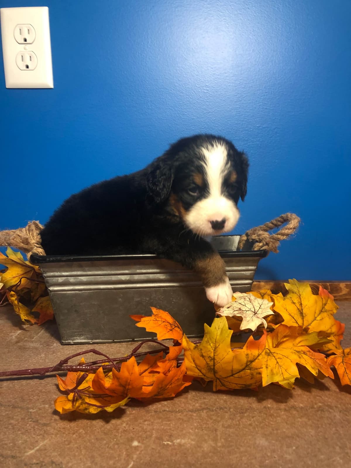 Bernese Mountain Dog Puppies breeder image 6