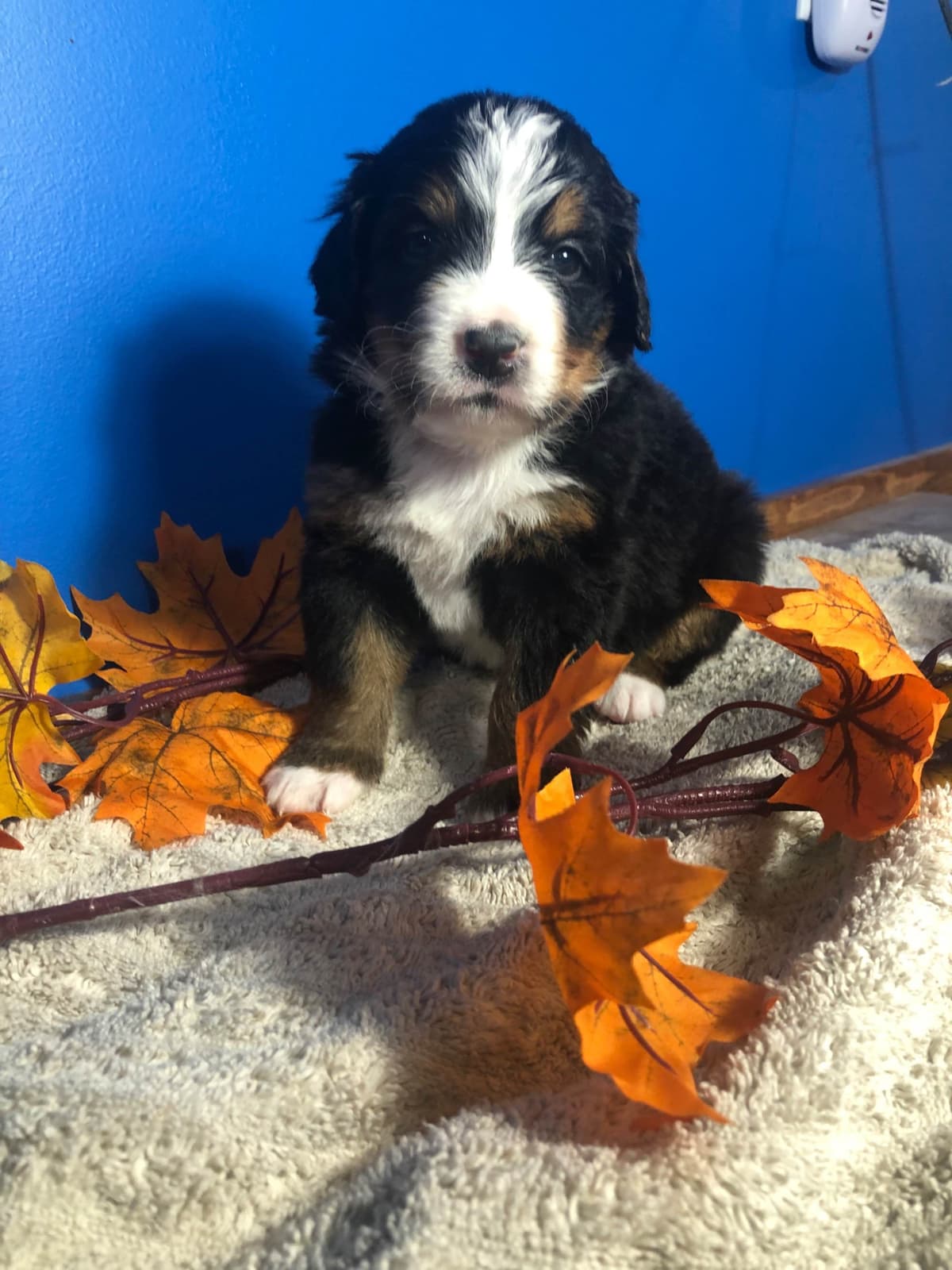 Bernese Mountain Dog Puppies breeder image 7