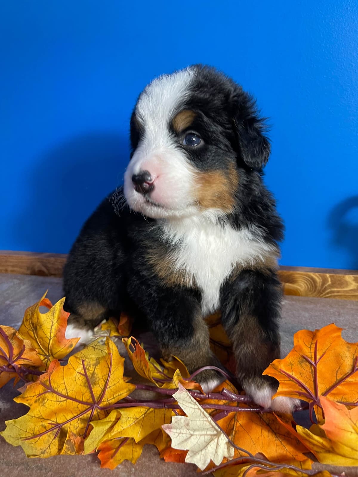 Bernese Mountain Dog Puppies breeder image 9
