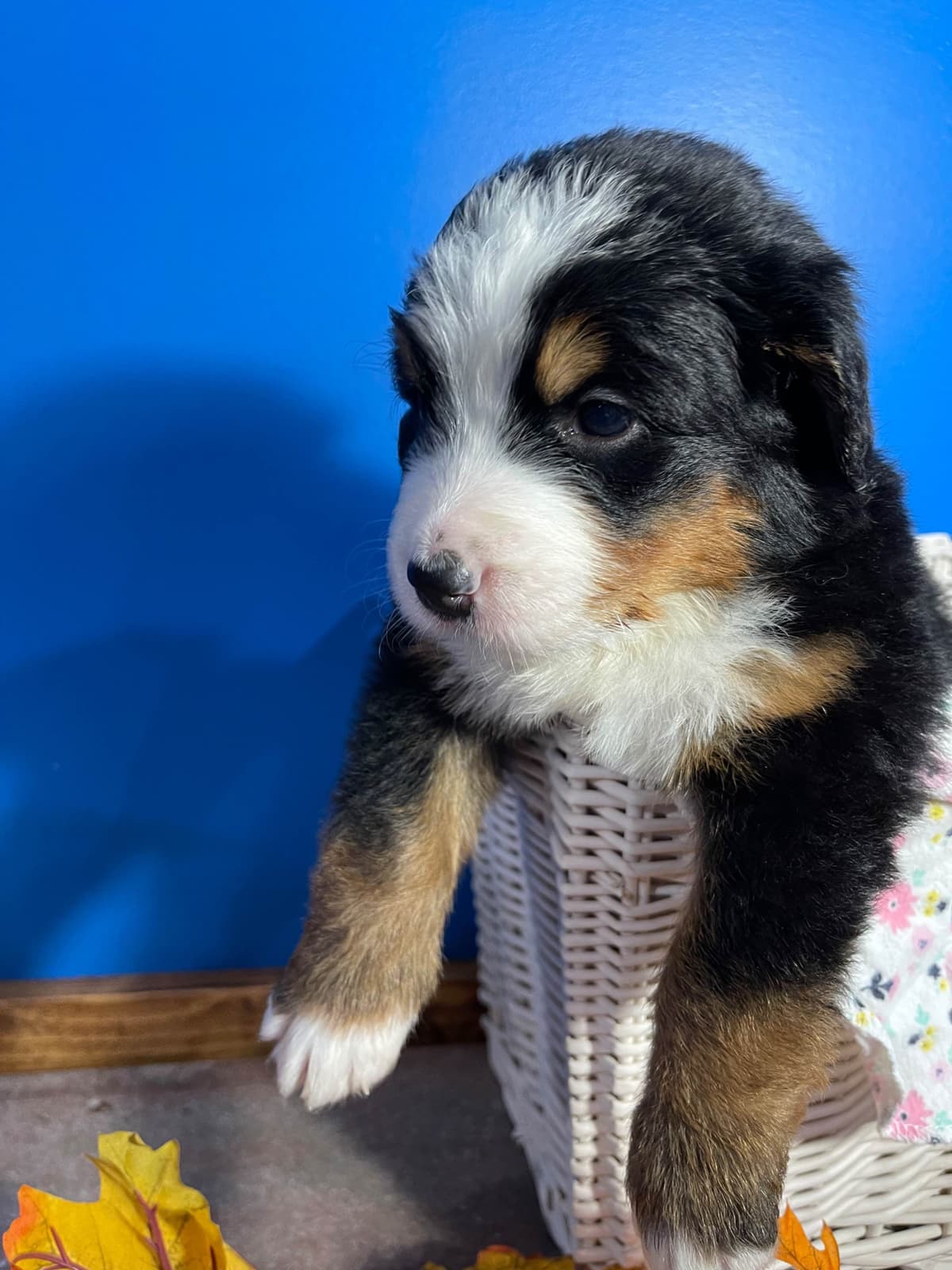 Bernese Mountain Dog Puppies breeder image 11